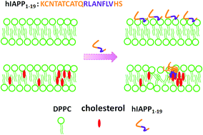 Graphical abstract: Interactions of the N-terminal domain of human islet amyloid polypeptide with lipid membranes: the effect of cholesterol