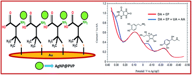 Graphical abstract: Simultaneous electrochemical detection of dopamine and epinephrine in the presence of ascorbic acid and uric acid using a AgNPs–penicillamine–Au electrode