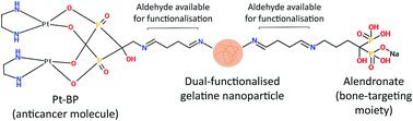 Graphical abstract: Dual-functionalisation of gelatine nanoparticles with an anticancer platinum(ii)–bisphosphonate complex and mineral-binding alendronate