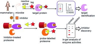 Graphical abstract: Activity-based protein profiling: an efficient approach to study serine hydrolases and their inhibitors in mammals and microbes