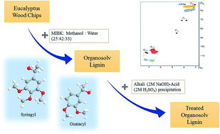 Graphical abstract: Effects of an alkali-acid purification process on the characteristics of eucalyptus lignin fractionated from a MIBK-based organosolv process