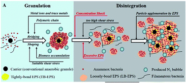 Graphical abstract: Effects of substrate shock on extracellular polymeric substance (EPS) excretion and characteristics of attached biofilm anammox granules