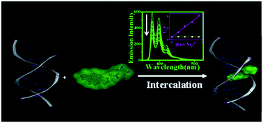 Graphical abstract: Interaction of a synthesized pyrene based fluorescent probe with CT-DNA: spectroscopic, thermodynamic and molecular modeling studies