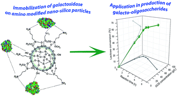 Graphical abstract: Novel β-galactosidase nanobiocatalyst systems for application in the synthesis of bioactive galactosides