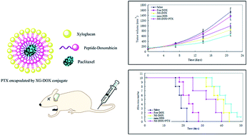 Graphical abstract: PTX encapsulated by an XG–DOX conjugate for combination therapy against multi-drug resistance
