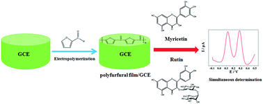 Graphical abstract: High sensitivity simultaneous determination of myricetin and rutin using a polyfurfural film modified glassy carbon electrode