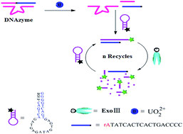 Graphical abstract: Exonuclease III-assisted substrate fragment recycling amplification strategy for ultrasensitive detection of uranyl by a multipurpose DNAzyme