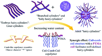 Graphical abstract: Hairy cylinders based on a coil-comb-coil copolymer
