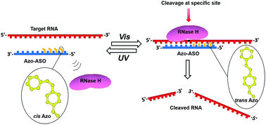 Graphical abstract: Azobenzene-modified antisense oligonucleotides for site-specific cleavage of RNA with photocontrollable property