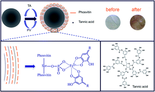Graphical abstract: Coordination-driven multilayer of phosvitin-polyphenol functional nanofibrous membranes: antioxidant and biomineralization applications for tissue engineering