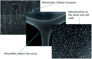 Graphical abstract: Hierarchically porous biomorphic polymer derived C–SiOC ceramics