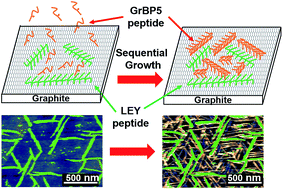 Graphical abstract: Water stability of self-assembled peptide nanostructures for sequential formation of two-dimensional interstitial patterns on layered materials