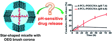 Graphical abstract: pH-sensitive drug release of star-shaped micelles with OEG brush corona