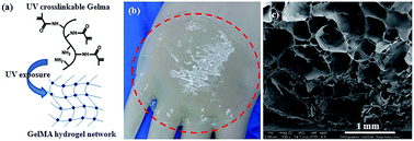 Graphical abstract: Fabrication of a photo-crosslinked gelatin hydrogel for preventing abdominal adhesion