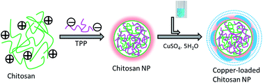 Graphical abstract: Enhanced anticancer effect of copper-loaded chitosan nanoparticles against osteosarcoma