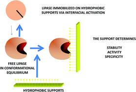 Graphical abstract: Evaluation of different commercial hydrophobic supports for the immobilization of lipases: tuning their stability, activity and specificity