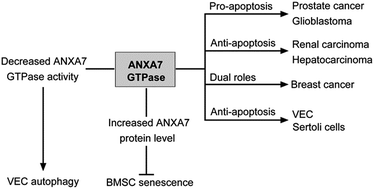 Graphical abstract: Potential roles of annexin A7 GTPase in autophagy, senescence and apoptosis
