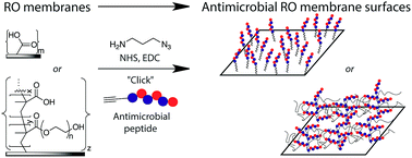 Graphical abstract: Attachment of antimicrobial peptides to reverse osmosis membranes by Cu(i)-catalyzed 1,3-dipolar alkyne–azide cycloaddition
