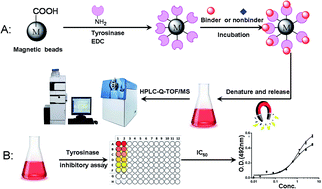 Graphical abstract: Magnetic solid-phase extraction coupled with HPLC-Q-TOF-MS for rapid analysis of tyrosinase binders from San-Bai decoction by Box–Behnken statistical design