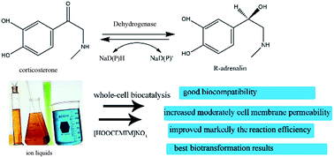 Graphical abstract: Efficient asymmetric biosynthesis of (R)-(−)-epinephrine in hydrophilic ionic liquid-containing systems