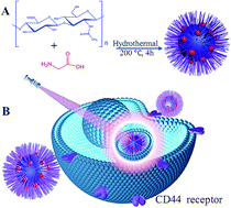 Graphical abstract: Hyaluronic acid functionalized nitrogen-doped carbon quantum dots for targeted specific bioimaging