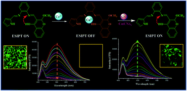 Graphical abstract: Promising ESIPT-based fluorescence sensor for Cu2+ and CN− ions: investigation towards logic gate behaviour, anticancer activities and bioimaging application