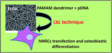 Graphical abstract: Gene delivery using dendrimer/pDNA complexes immobilized in electrospun fibers using the Layer-by-Layer technique