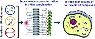 Graphical abstract: Modular supramolecular ureidopyrimidinone polymer carriers for intracellular delivery