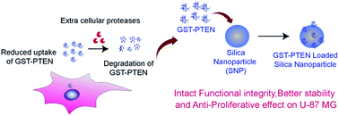 Graphical abstract: Functional characterizations of interactive recombinant PTEN–silica nanoparticles for potential biomedical applications