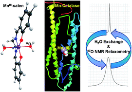 Graphical abstract: Water exchange reaction of a manganese catalase mimic: oxygen-17 NMR relaxometry study on (aqua)manganese(iii) in a salen scaffold and its reactions in a mildly basic medium