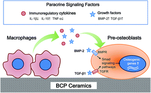 Graphical abstract: The positive role of macrophage secretion stimulated by BCP ceramic in the ceramic-induced osteogenic differentiation of pre-osteoblasts via Smad-related signaling pathways