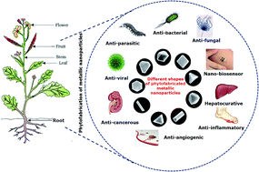 Graphical abstract: Phytofabricated metallic nanoparticles and their clinical applications