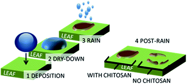 Graphical abstract: Chitosan as a rainfastness adjuvant for agrochemicals
