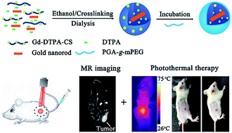 Graphical abstract: Chitosan coated gold nanorod chelating gadolinium for MRI-visible photothermal therapy of cancer