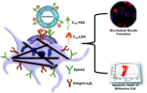 Graphical abstract: A dual functional liposome specifically targets melanoma cells through integrin and ephrin receptors