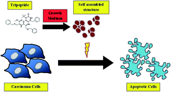 Graphical abstract: Tripeptide consisting of benzyl protected di-cysteine and phenylalanine forms spherical assembly and induces cytotoxicity in cancer cells via apoptosis