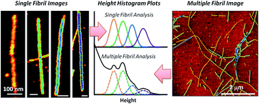 Graphical abstract: Quantitative analysis of amyloid polymorphism using height histograms to correct for tip convolution effects in atomic force microscopy imaging