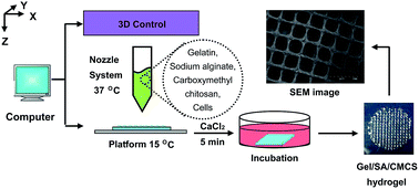 Graphical abstract: BMSCs-laden gelatin/sodium alginate/carboxymethyl chitosan hydrogel for 3D bioprinting