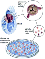 Graphical abstract: Regeneration ability of valvular interstitial cells from diseased heart valve leaflets