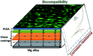 Graphical abstract: Enhanced corrosion protection and biocompatibility of a PLGA–silane coating on AZ31 Mg alloy for orthopaedic applications