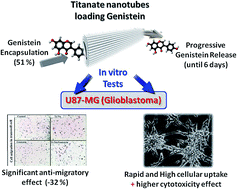 Graphical abstract: Biocompatible titanate nanotubes with high loading capacity of genistein: cytotoxicity study and anti-migratory effect on U87-MG cancer cell lines