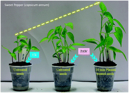 Graphical abstract: Enhanced seed germination and plant growth by atmospheric pressure cold air plasma: combined effect of seed and water treatment