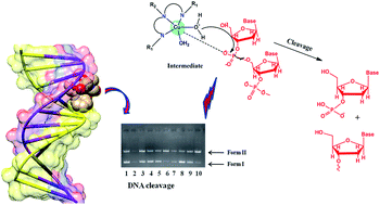 Graphical abstract: Synthesis of chiral R/S-pseudopeptide-based Cu(ii) & Zn(ii) complexes for use in targeted delivery for antitumor therapy: enantiomeric discrimination with CT-DNA and pBR322 DNA hydrolytic cleavage mechanism