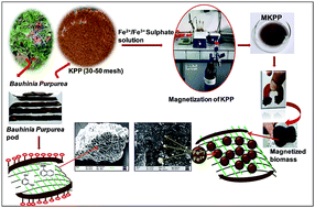 Graphical abstract: Cadmium and lead remediation using magnetic and non-magnetic sustainable biosorbents derived from Bauhinia purpurea pods