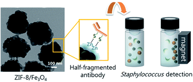 Graphical abstract: One-step immobilization of antibodies on ZIF-8/Fe3O4 hybrid nanoparticles for the immunoassay of Staphylococcus aureus