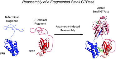 Graphical abstract: Identification of a fragmented small GTPase capable of conditional effector binding