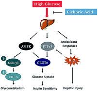 Graphical abstract: Cichoric acid regulates the hepatic glucose homeostasis via AMPK pathway and activates the antioxidant response in high glucose-induced hepatocyte injury