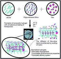 Graphical abstract: ECM–oligourethene–silica hydrogels as a local drug release system of dexamethasone for stimulating macrophages