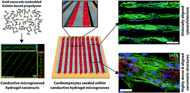 Graphical abstract: Electrically conductive hydrogel-based micro-topographies for the development of organized cardiac tissues
