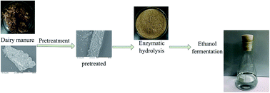 Graphical abstract: Bio-ethanol production by Zymomonas mobilis using pretreated dairy manure as a carbon and nitrogen source